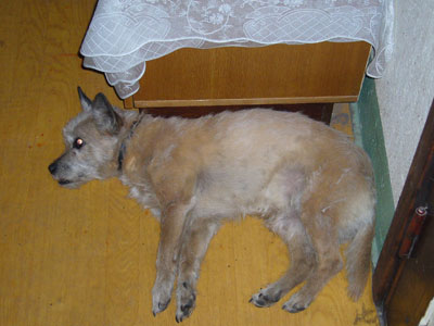Скачать